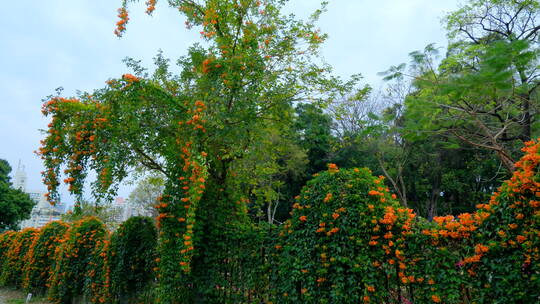 炮仗花藤蔓 爬墙植物爬满围墙