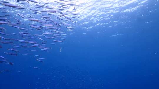 浅滩，鱼，海，游泳