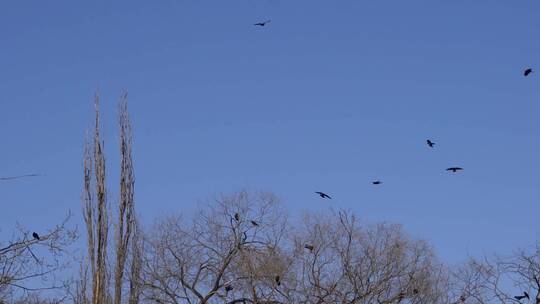 【镜头合集】枯树枝上一群乌鸦盘旋视频素材模板下载