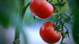 农业 农民 番茄 西红柿 丰收 农民笑脸高清在线视频素材下载