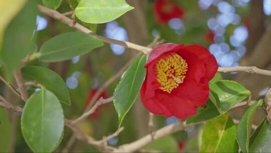树枝上盛开的红山茶花