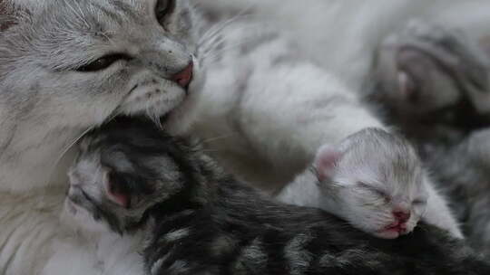 美国短毛猫用爱拥抱她的新生小猫