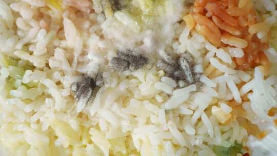 水稻上生长的霉菌和真菌呈现出各种颜色的斑