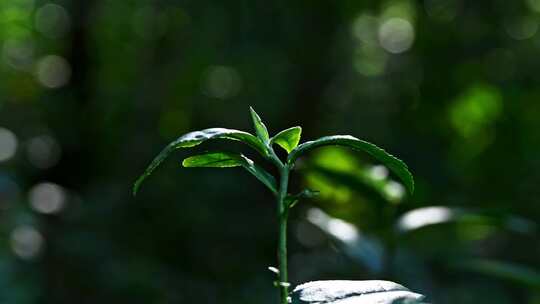 阳光下的茶园绿茶茶树叶子茶籽光影