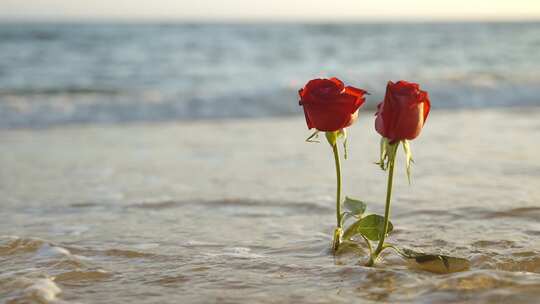 夕阳下的玫瑰花与海浪视频素材模板下载