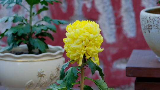 菊花展览特写