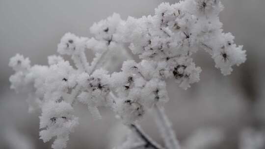 冬天花草结冰雪花