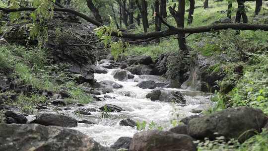 森林中 山泉小溪水