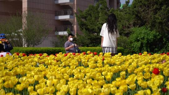 济南郁金香花海盛开，泉城广场郁金香花海