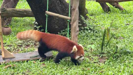 小熊猫可爱动物干净