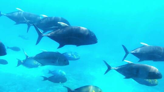 【合集】海底世界-水族馆里游泳的热带鱼群