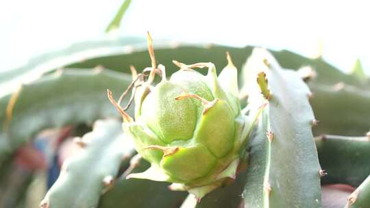 火龙果种植 火龙果树 仙人掌科植物