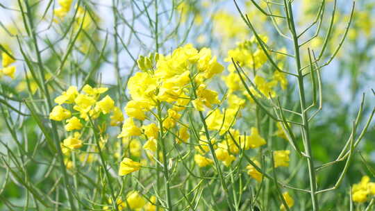 春天的油菜花