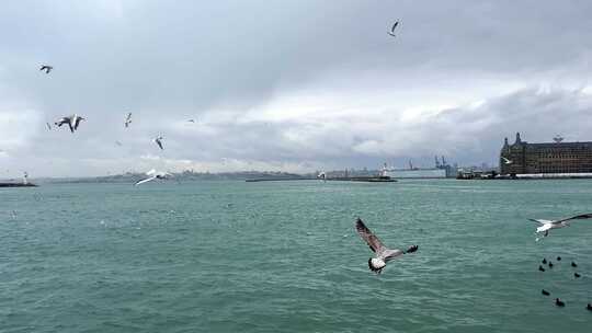 大海 海鸥 海岸线