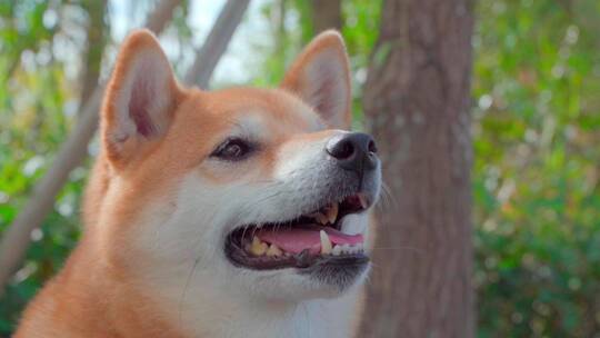 日本柴犬宠物狗在公园慢动作视频素材模板下载
