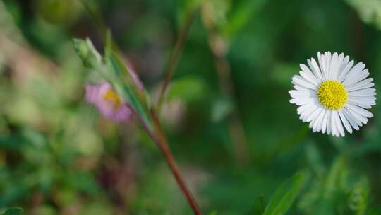 花园中生长的雏菊花