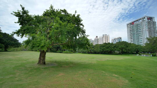 蓝天阳光草坪公园草地绿地