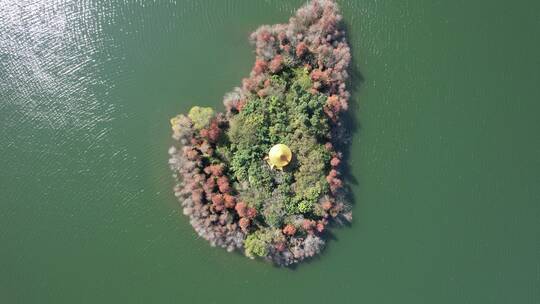 深圳大山陂水库落羽杉