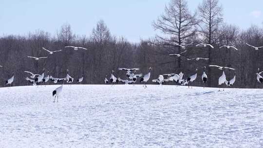 林中雪地上的仙鹤群视频素材模板下载