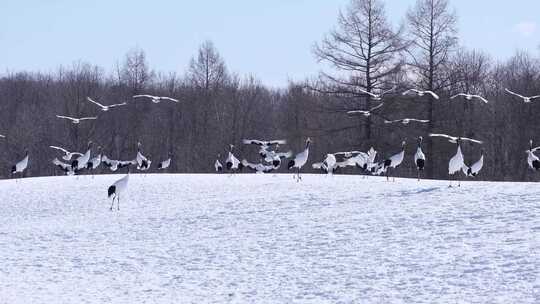 林中雪地上的仙鹤群