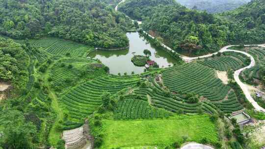 航拍茶园茶叶种植基地