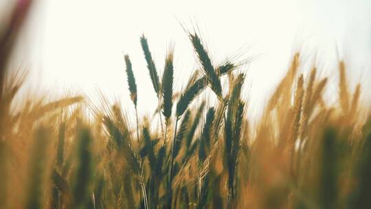 麦田里饱满的麦穗随风舞动