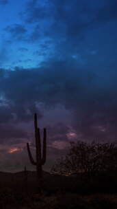 垂直视频Saguaro和Cholla Cacti与Clouds Timelapse