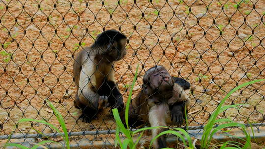动物园猴子 黑帽悬猴
