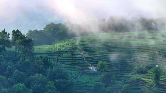 云雾缭绕的茶山茶园4