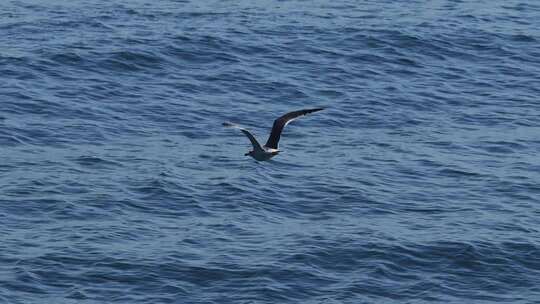 慢动作海鸥翱翔蓝色海面碧海蓝天海鸥飞翔