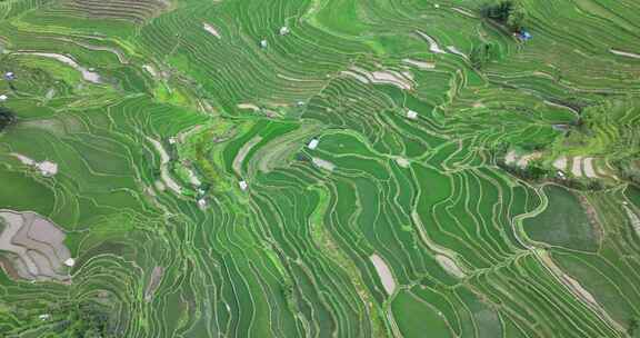 绿油油的梯田航拍