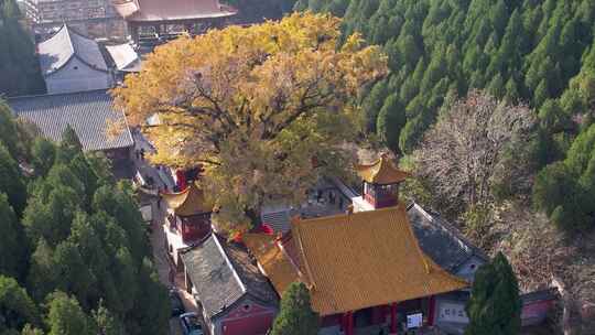 山东济南淌豆寺秋天黄色千年银杏树叶子美景