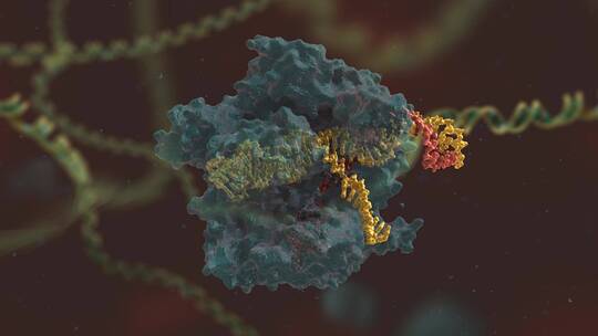 生物科学 基因编辑 DNA 基因工程 医学动画