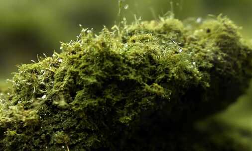 细小苔藓和地衣的特写