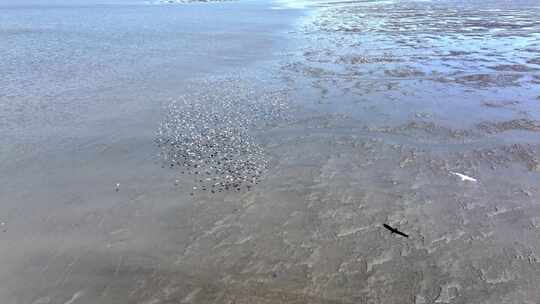 鸟群在湿地上空飞翔