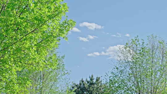 小清新夏日唯美空镜头 立夏 夏至