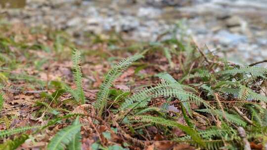 蕨类植物关闭锅到河