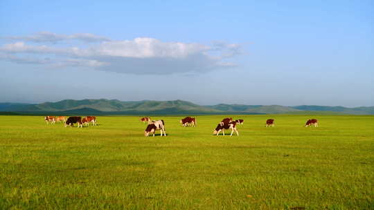 克什克腾旗达达线草原上的牛散步吃草