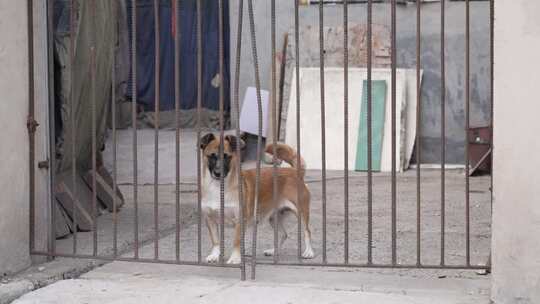 农村小狗在铁围栏后面张望