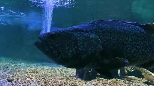 海洋水族馆水下游动的鱼类视频素材模板下载