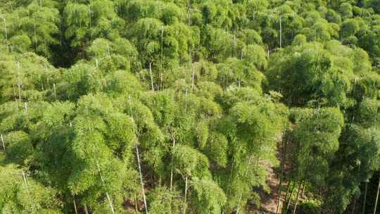 江南竹林竹海竹山航拍