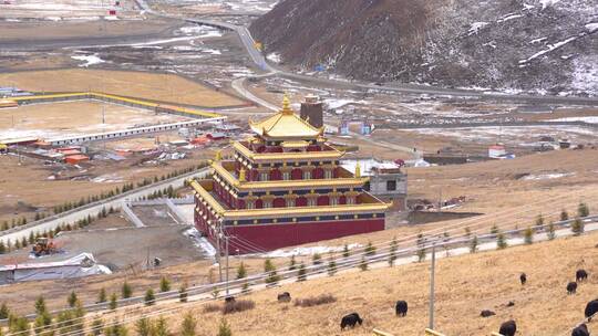 西藏寺院雪山牦牛