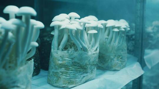 实验室培养皿中的蘑菇视频素材模板下载