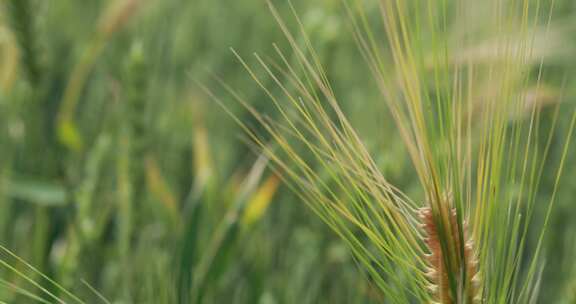 4K成熟前的小麦农业种植视频素材