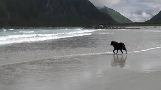 小狗跑向海边