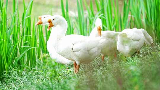 公园湖水里白鹅游水嬉戏捕食视频素材模板下载