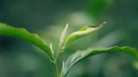 茶叶茶园茶山采茶