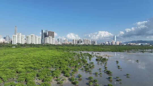 4K深圳福田红树林自然保护区航拍