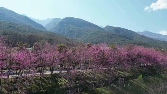 大理大学樱花风景