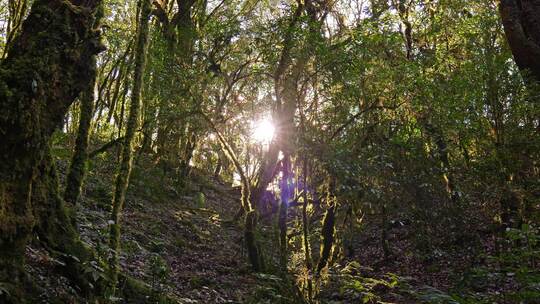 逆光阳光照射原始森林